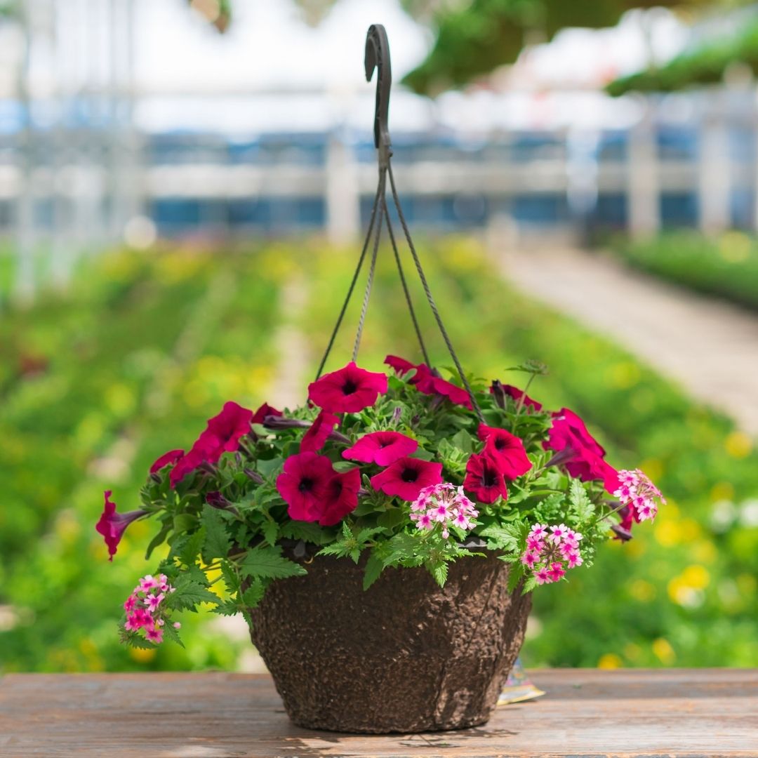 Combo – Night In Pompeii – 12″ Fiber Hanging Basket